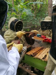 Farmers being taught how to harvest honey 