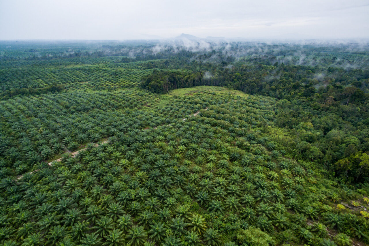 A palm oil plantation next to a forest.