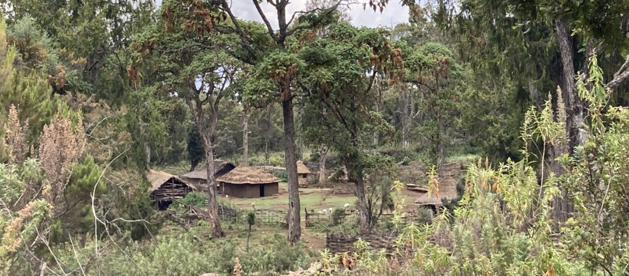 Huts in the Ogiek forest