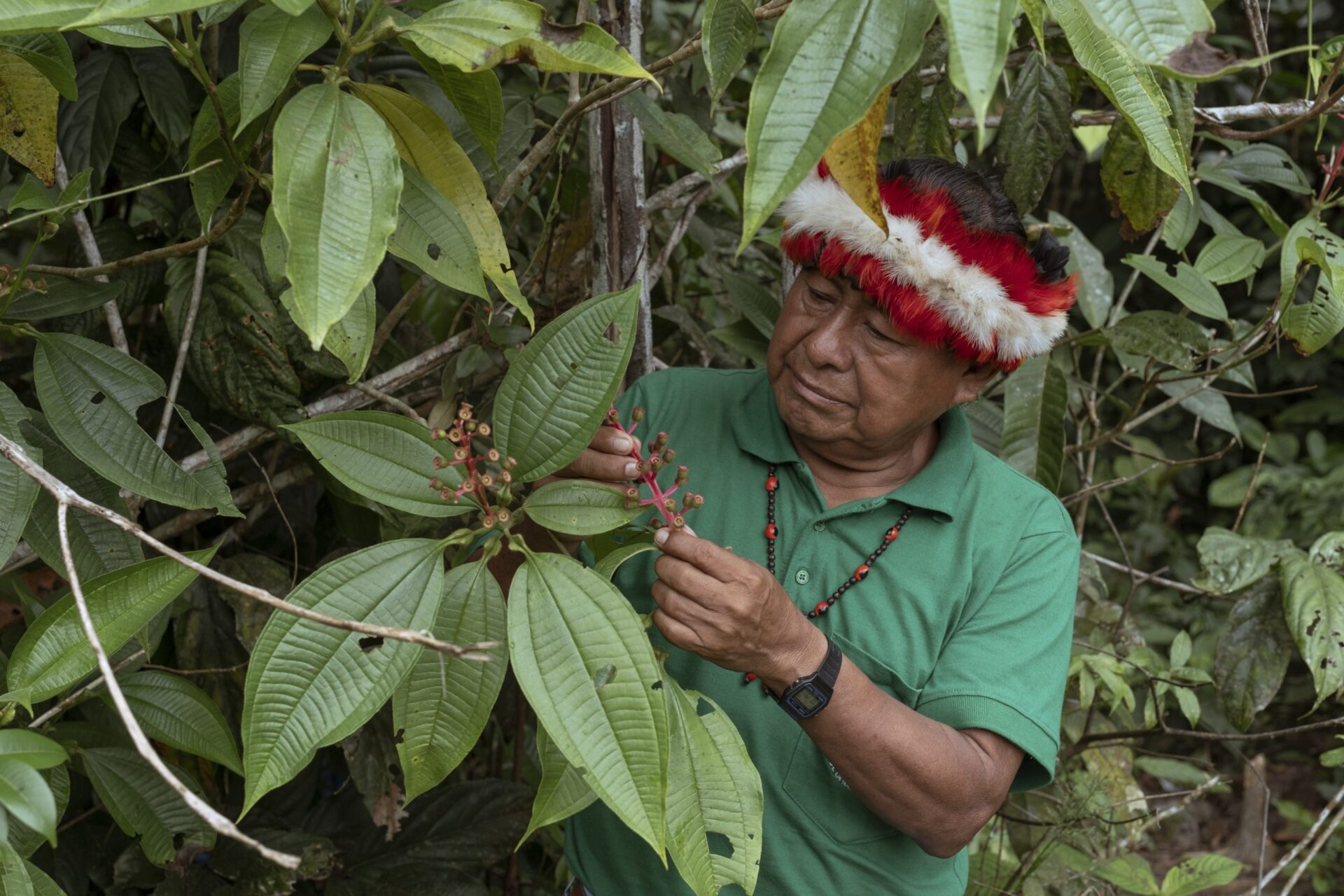 Portrait and detail of Roberto Gonzales, a traditional Wampis healer and member of GTANW. Roberto holds and observes the Yankun flower and fruit, a staple food for the wild birds of the forest.