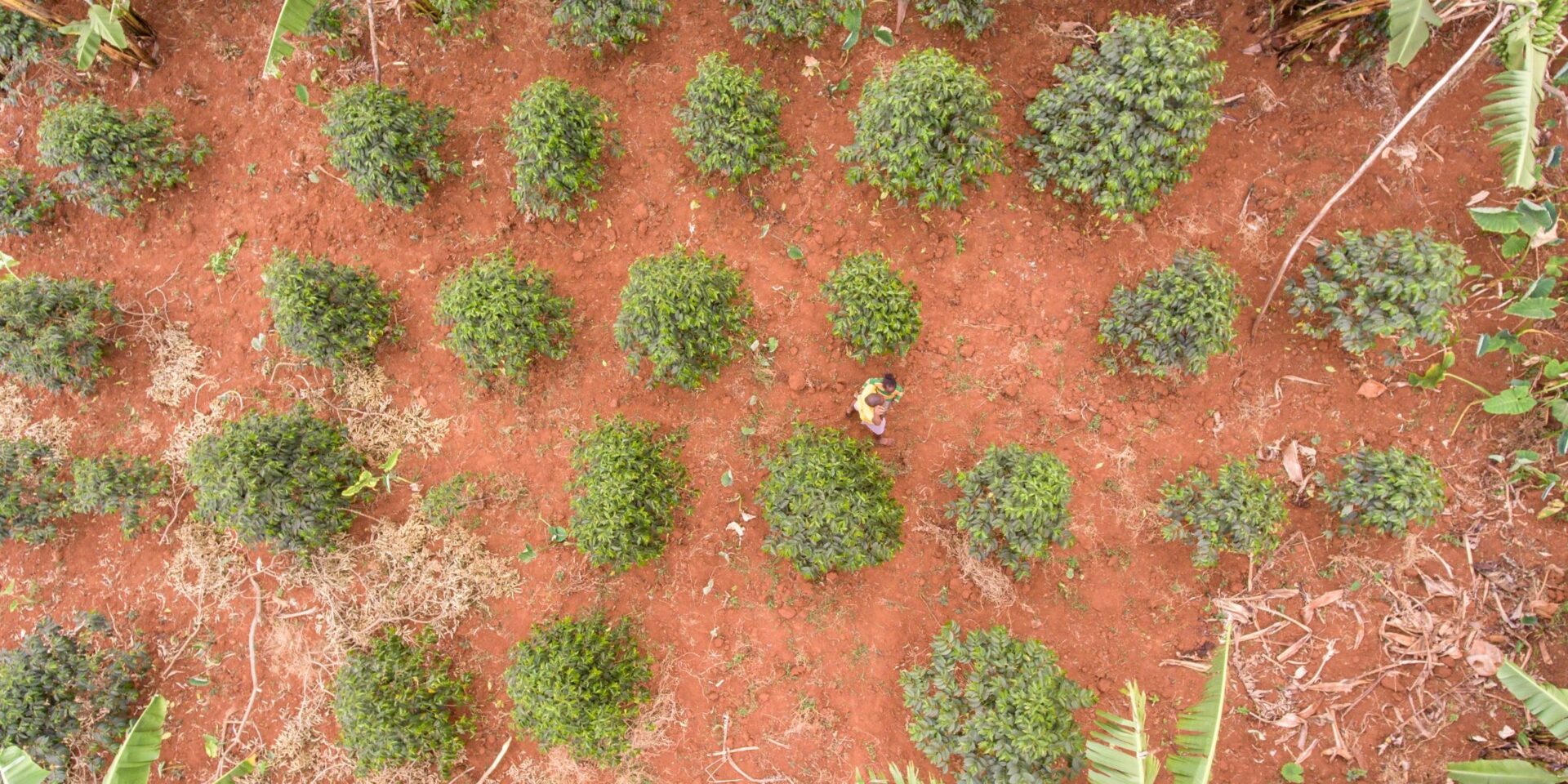 An aerial shot of newly planted trees in Mbale
