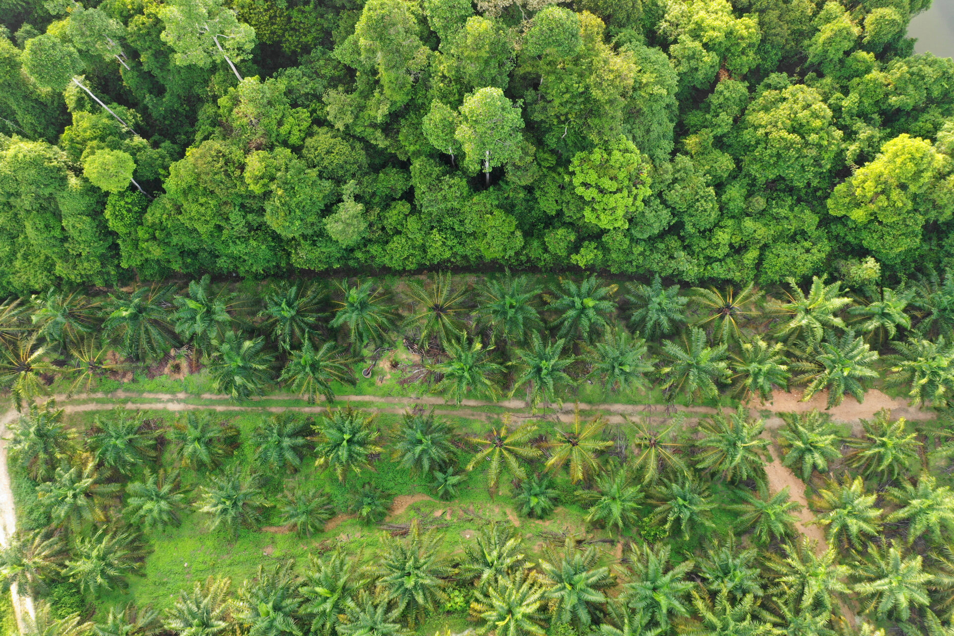 Aerial shot of some forest
