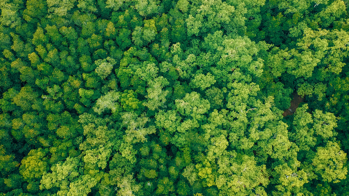 Aerial shot of some forest
